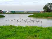 Ducks on the lake