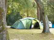 Pitches among the trees