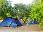 Some tents pitched near the olive trees