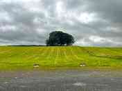 View of the site