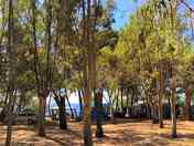 Pitches shaded by trees