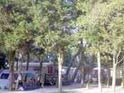 Lots of trees for shade on the pitches