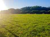 Grassy areas