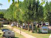 Pitches among the trees