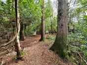 Family pitch in woodland