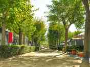 Pitches shaded by trees