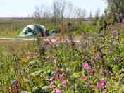 Wildflower friendly main field