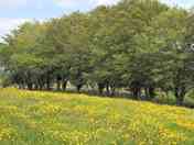 Spring into summer in the Far Paddock and wildflower meadow (added by manager 20 May 2019)