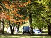 Stay under the trees