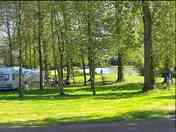 Pitches in the trees