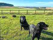 The canine residents