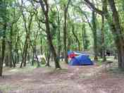 Shaded pitches under the oak trees