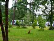 Lots of greenery