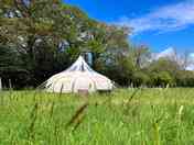 Bluebell, surrounded by meadow (added by manager 10 May 2023)