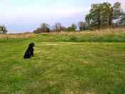 On Guard! Dog and Family Friendly