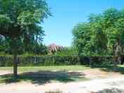 Pitch under the shade of trees
