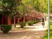 Calle de los Bungalow Simple 4