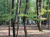 Forest sites
