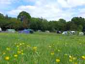 Early summer buttercups