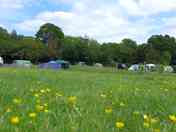 Early summer buttercups (added by manager 27 May 2015)