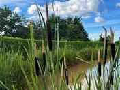 Beautiful Bulrushes (added by manager 31 Jan 2024)