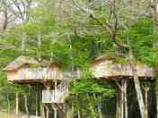 Exterior of the treehouses (added by manager 20 Jul 2022)