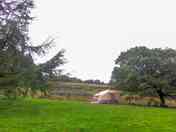 The Oak Tree 1