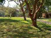 Plenty of shade under the trees