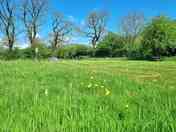 A view across one of the wildflower meadows