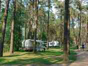 Pitches among the trees