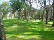 Pitch surrounded by trees