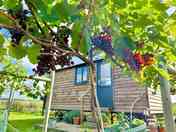 The Vineyard hut with ripening grapes in October