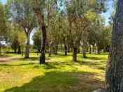 Serviced pitches among the trees