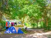 Pitches among the trees