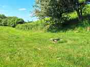 Grass pitches