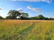 Pitches in pasture with tall grass and flowers