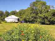 Wildflowers in the meadow