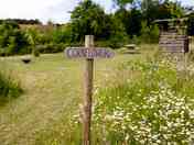 Cornflower pitch