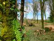 Woodland camping area