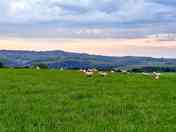 Sheep helping to keep the grass down in the spring before the campsite opens