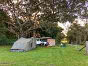 Ancient fig tree on site