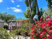 Flowers, shrubs and trees all round the site