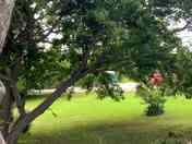 Grassy pitches