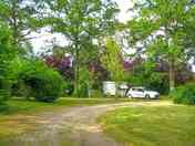 Pitches under the trees