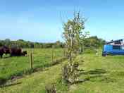 Aduls-only campsite on organic beef farm (added by manager 29 May 2023)