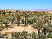 Pitches among the palm grove