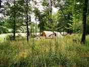 Pitches in the forest