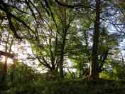 Pitch sheltered by trees (added by manager 29 Dec 2022)