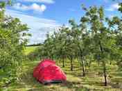 Visitor image of their tent amongst the apple trees