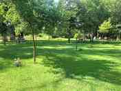 Pitches with partial shade